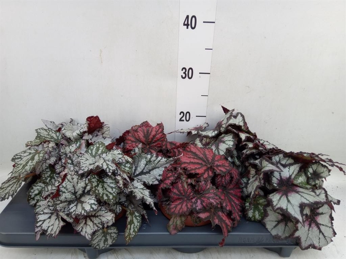 <h4>Begonia BD rex   ...mix</h4>