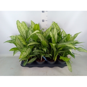 Aglaonema comm. 'Silver Queen'