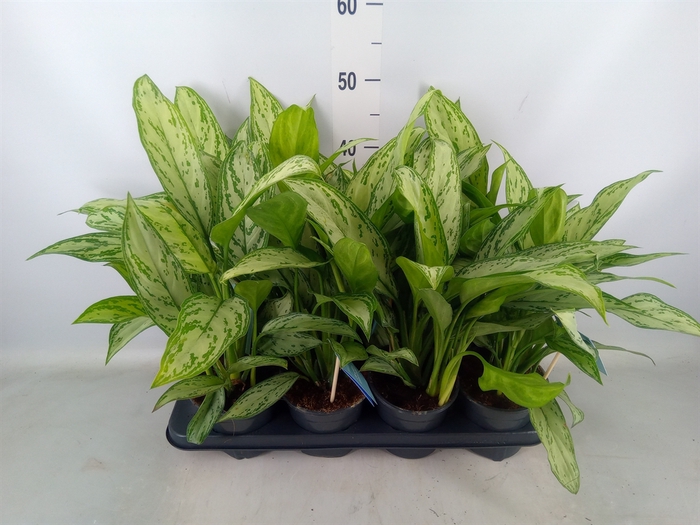 <h4>Aglaonema comm. 'Silver Queen'</h4>
