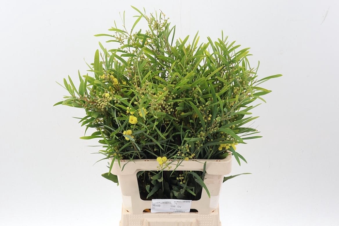 <h4>Acacia Bl Retino Bs</h4>