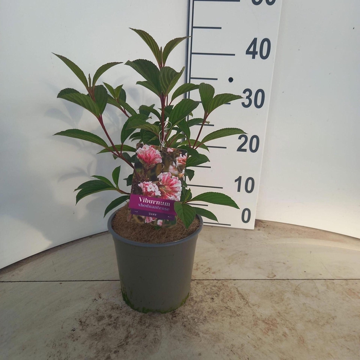 <h4>Viburnum bodnantense Dawn</h4>