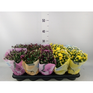Chrysanthemum  'Jellyfish'   ...mix