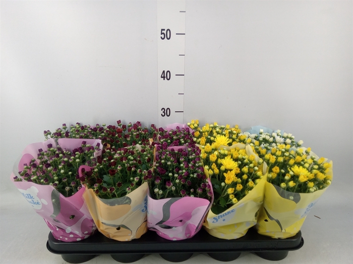 <h4>Chrysanthemum  'Jellyfish'   ...mix</h4>