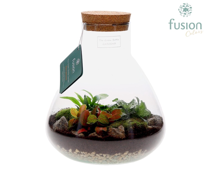 <h4>Terrarium Pyramide Medium met arrangement</h4>