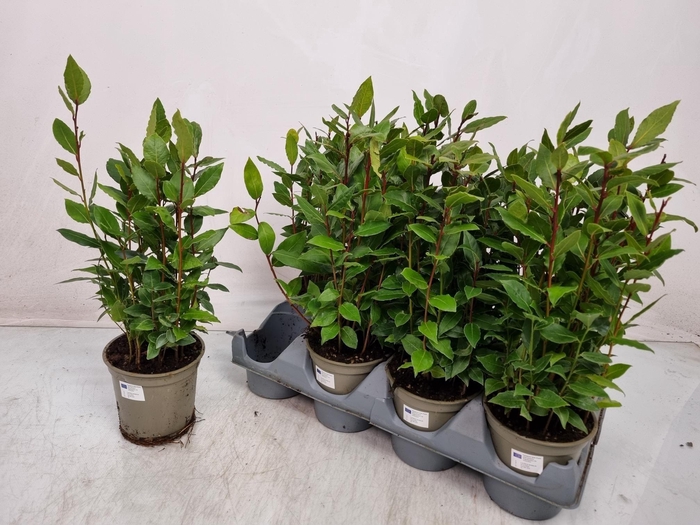 <h4>LAU NOBILIS</h4>