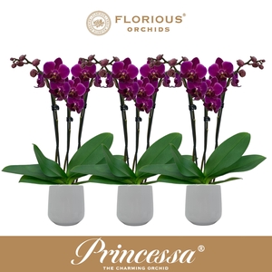 No9 Phalanopsis 3 Tak Paars+Deco