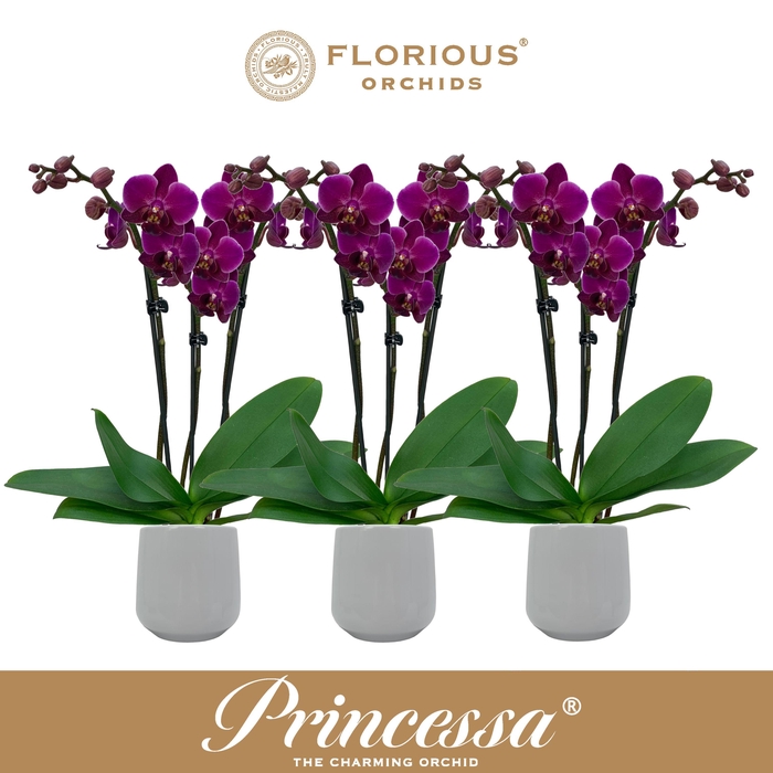 <h4>No9 Phalanopsis 3 Tak Paars+Deco</h4>