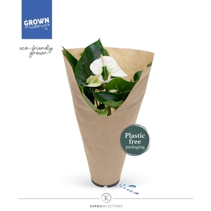 Anthurium - KARMA White | 12cm | ECO/KRAFT SLEEVE