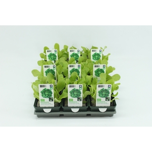 BKH groente 50270 bio Vollegrondsla Groen (set x9)