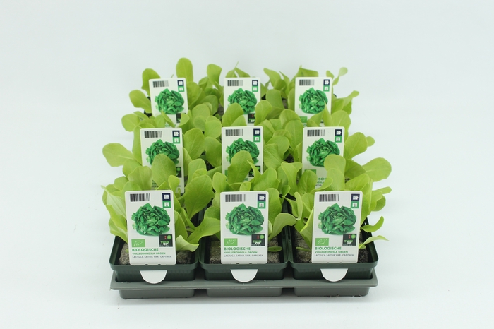 <h4>BKH groente 50270 bio Vollegrondsla Groen (set x9)</h4>