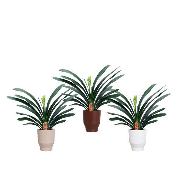 <h4>Clivia miniata in Lugano keramiek</h4>