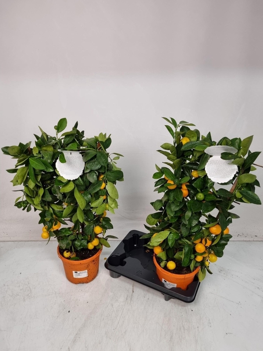 <h4>CITR MICROCARPA</h4>