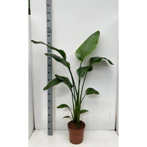 STRELITZIA NICOLAI