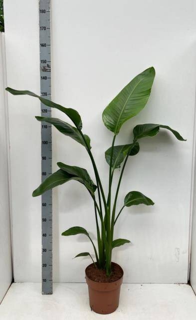 <h4>STRELITZIA NICOLAI</h4>