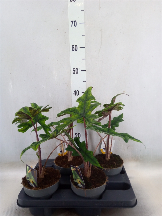 <h4>Alocasia   ...</h4>