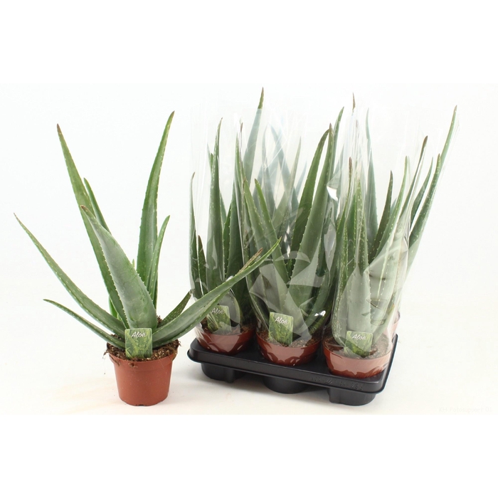 <h4>ALOE VERA</h4>
