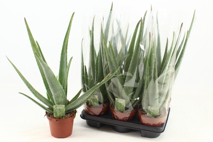 <h4>ALOE VERA</h4>
