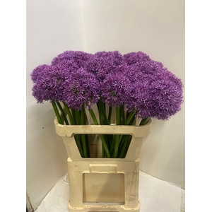 ALLIUM GLOBEMASTER