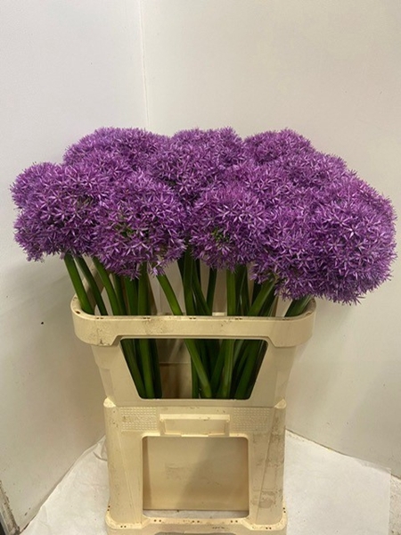 <h4>ALLIUM GLOBEMASTER</h4>