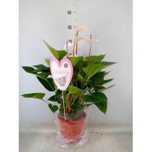 Anthurium  'Fresh Love Imp'