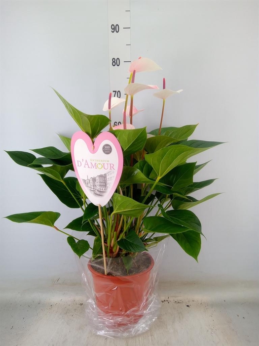 <h4>Anthurium  'Fresh Love Imp'</h4>