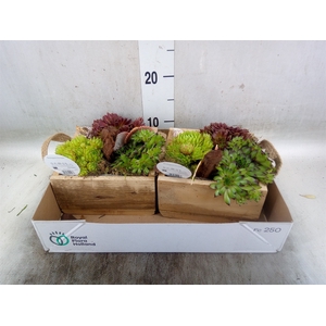Arr.  Sempervivum L%