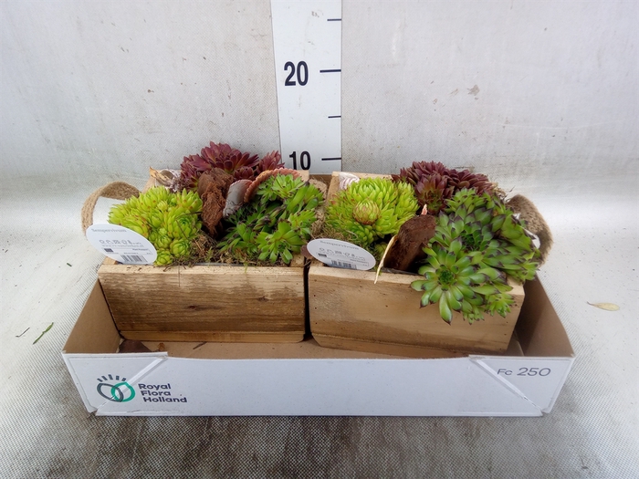 <h4>Arr.  Sempervivum L%</h4>