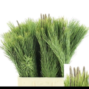 PINUS MUGO VAR MUGHU