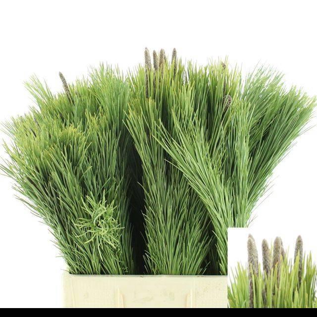 <h4>PINUS MUGO VAR MUGHU</h4>