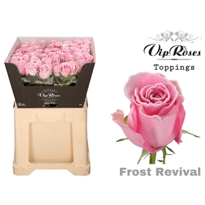 R Gr Vip Frost Revival