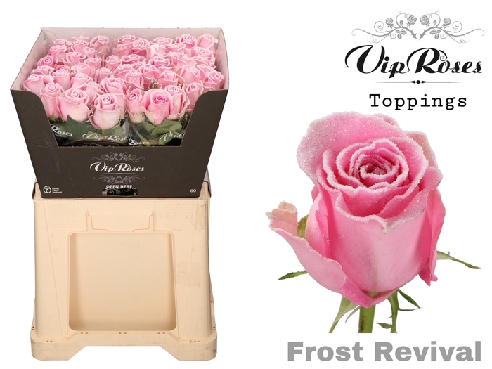 <h4>R Gr Vip Frost Revival</h4>