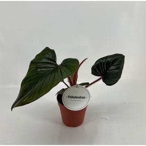 Philodendron Squamicaule Red