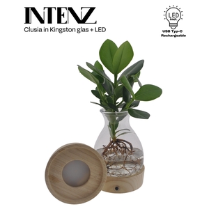 Clusia In Kingston Glas + Led - Le