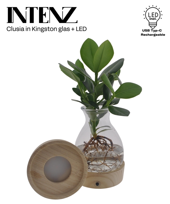 <h4>Clusia In Kingston Glas + Led - Le</h4>