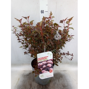 Physocarpus opulif.