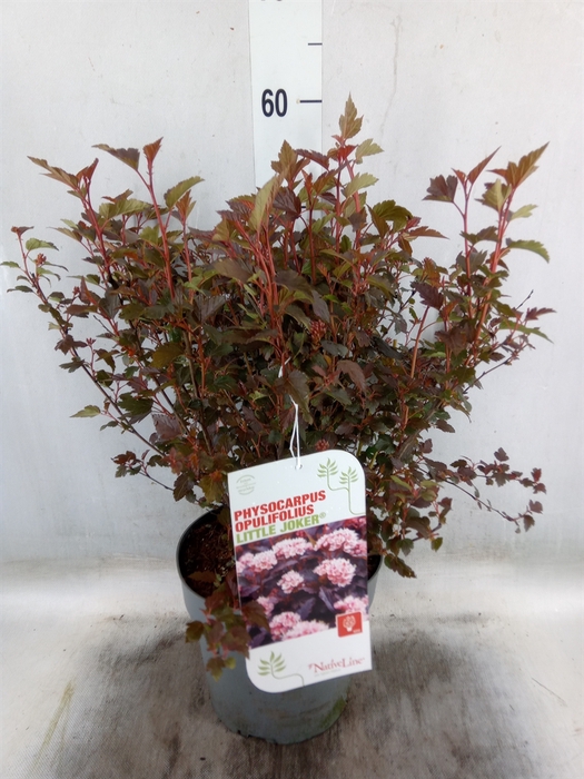 <h4>Physocarpus opulif.</h4>
