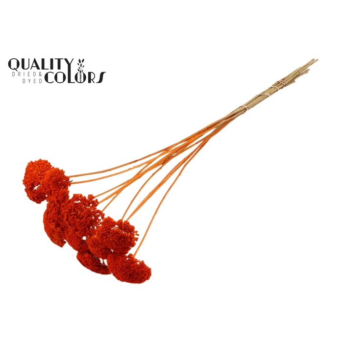 <h4>Achillea 2-4cm per stem Orange</h4>