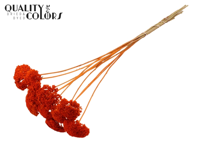 <h4>Achillea small per stem Orange</h4>