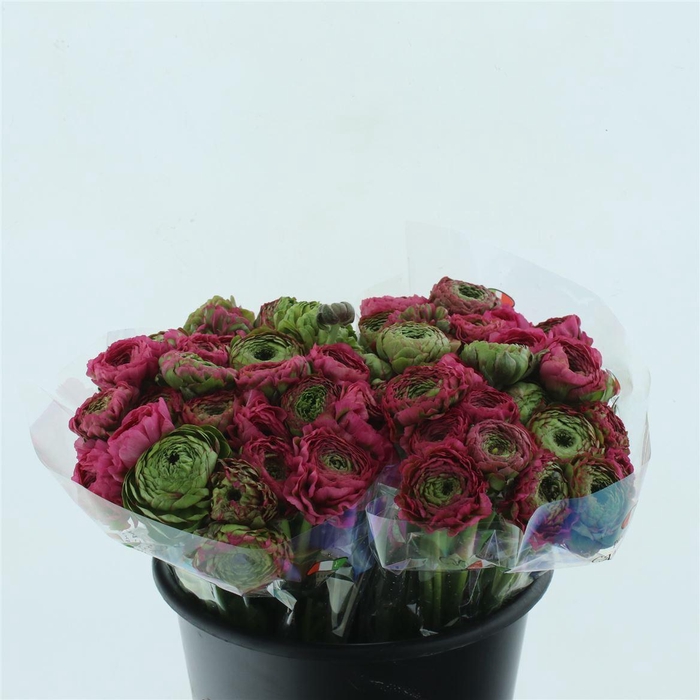 <h4>Ran Ponpon Aladdin Green/cerise</h4>