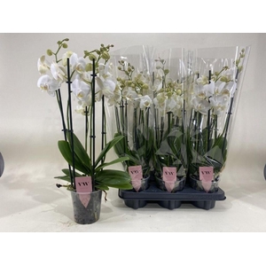 .Phalaenopsis anthura inverness
