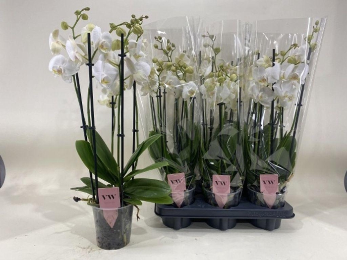 <h4>.Phalaenopsis anthura inverness</h4>