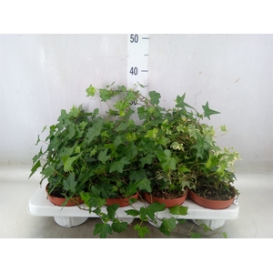 Hedera helix   ...mix 3