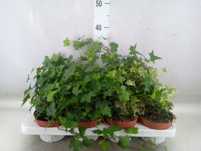 <h4>Hedera helix   ...mix 3</h4>