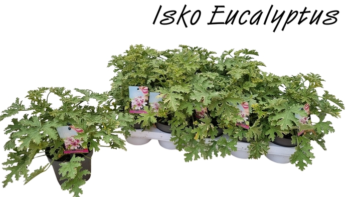 <h4>PEL GEM WELRIEKEND</h4>