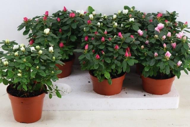 <h4>RHODO SI VOGEL GEM</h4>