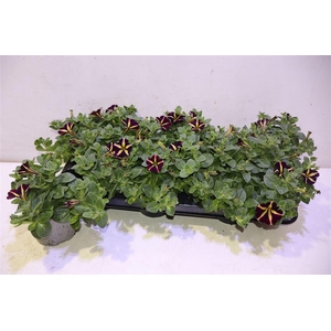 Pet Amore Q Of Heart