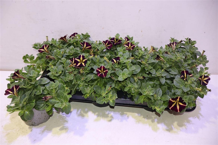 <h4>Pet Amore Q Of Heart</h4>