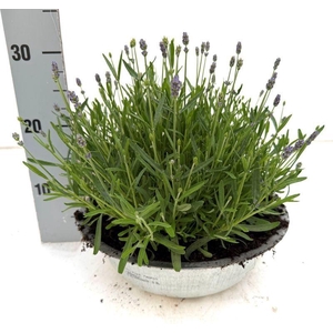 Lavandula ang. 'Essence Purple'