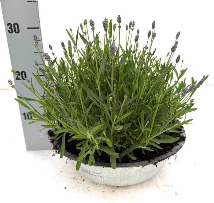 <h4>Lavandula ang. 'Essence Purple'</h4>
