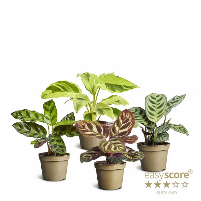<h4>Calathea Collection p6</h4>